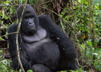 Les défenseurs de l’environnement menacés dans l’Est de la RDC