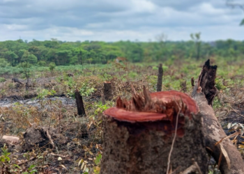 Ebola ou l’épidémie à la croisée des sociétés et de la forêt