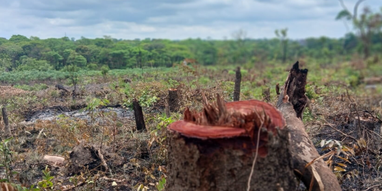 Ebola ou l’épidémie à la croisée des sociétés et de la forêt